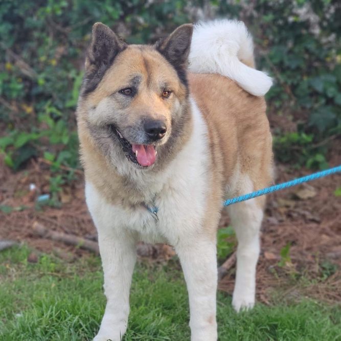 Dog for adoption - Lulu, an Akita in Chesapeake, VA | Petfinder