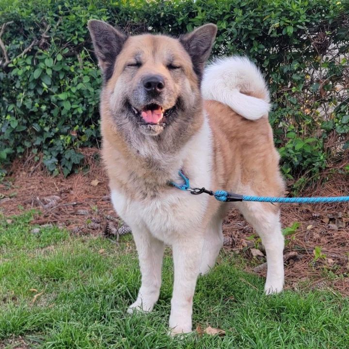 Dog for adoption - Lulu, an Akita in Chesapeake, VA | Petfinder