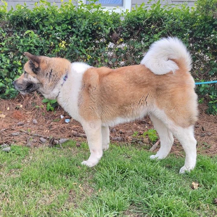 Dog for adoption - Lulu, an Akita in Chesapeake, VA | Petfinder