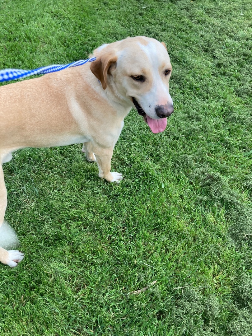 Dog for adoption - Goose, a Labrador Retriever Mix in Plano, TX | Petfinder