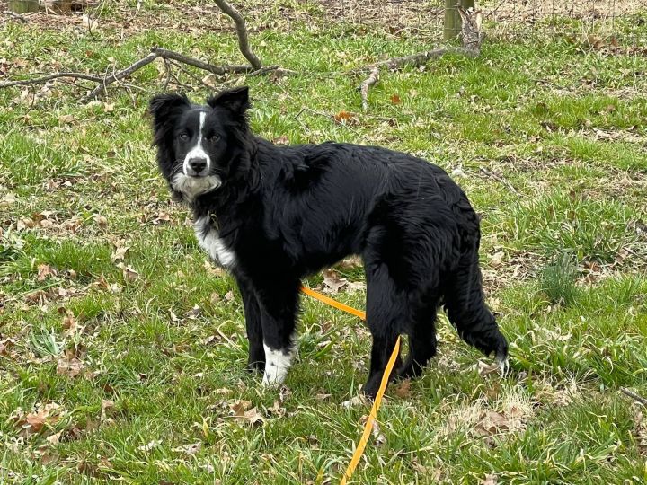 Cami, an adoptable Border Collie in Chestertown, MD_image-2