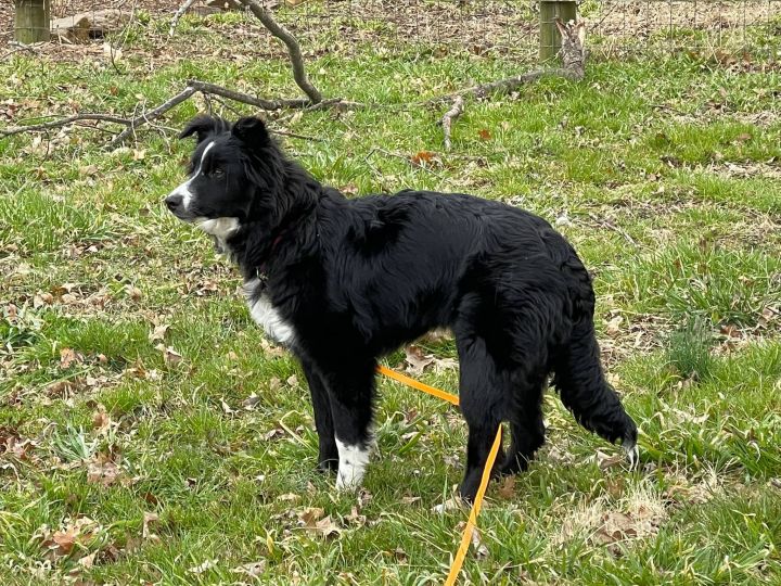 Cami, an adoptable Border Collie in Chestertown, MD_image-3