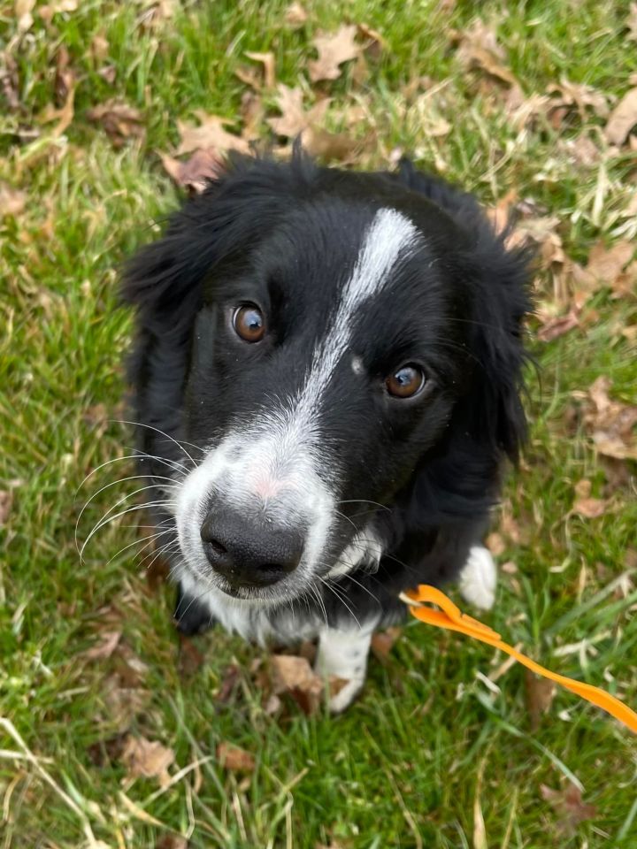 Cami, an adoptable Border Collie in Chestertown, MD_image-4