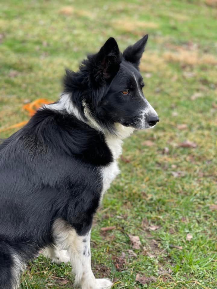 Cricket, an adoptable Border Collie in Chestertown, MD_image-2