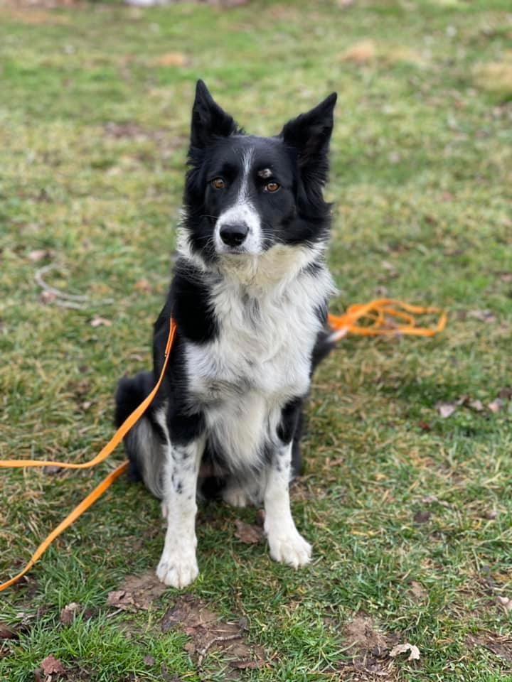 Cricket, an adoptable Border Collie in Chestertown, MD_image-3