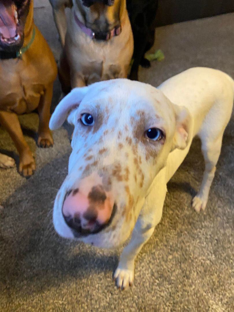 Curtis the Dane Mix Puppy