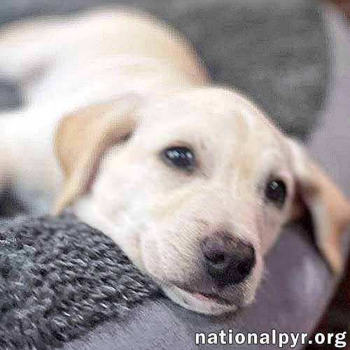 Emma in FL - Precious Playful Pup!