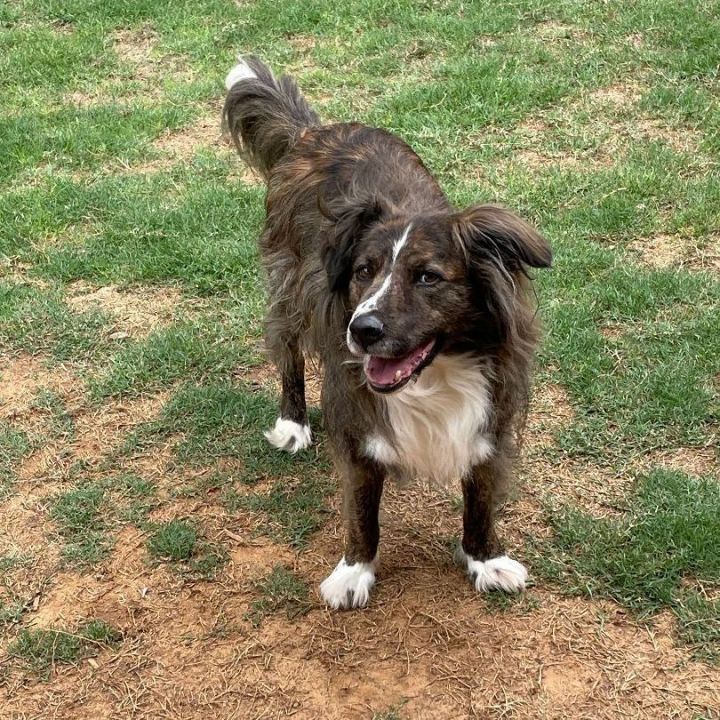 Australian shepherd hot sale brindle mix