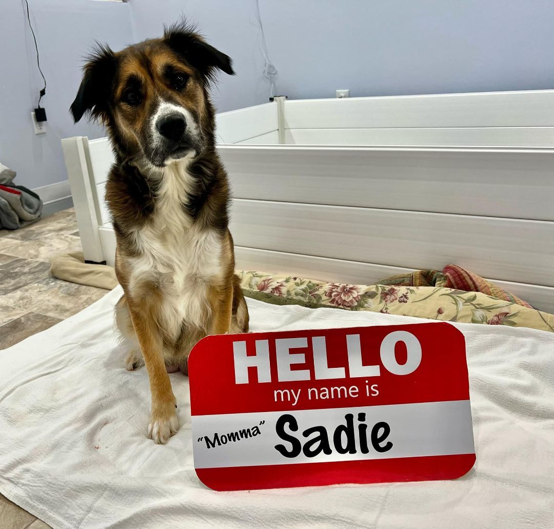 Sadie - IN VERMONT !