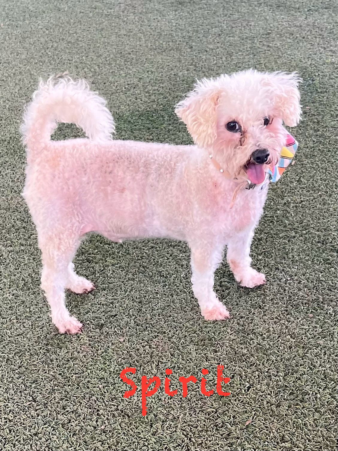 Spirit, an adoptable Poodle in Pipe Creek, TX, 78063 | Photo Image 1