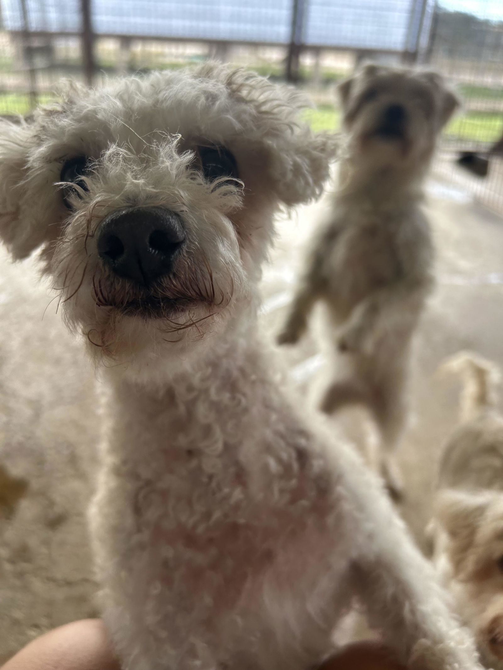 Spirit, an adoptable Poodle in Pipe Creek, TX, 78063 | Photo Image 1