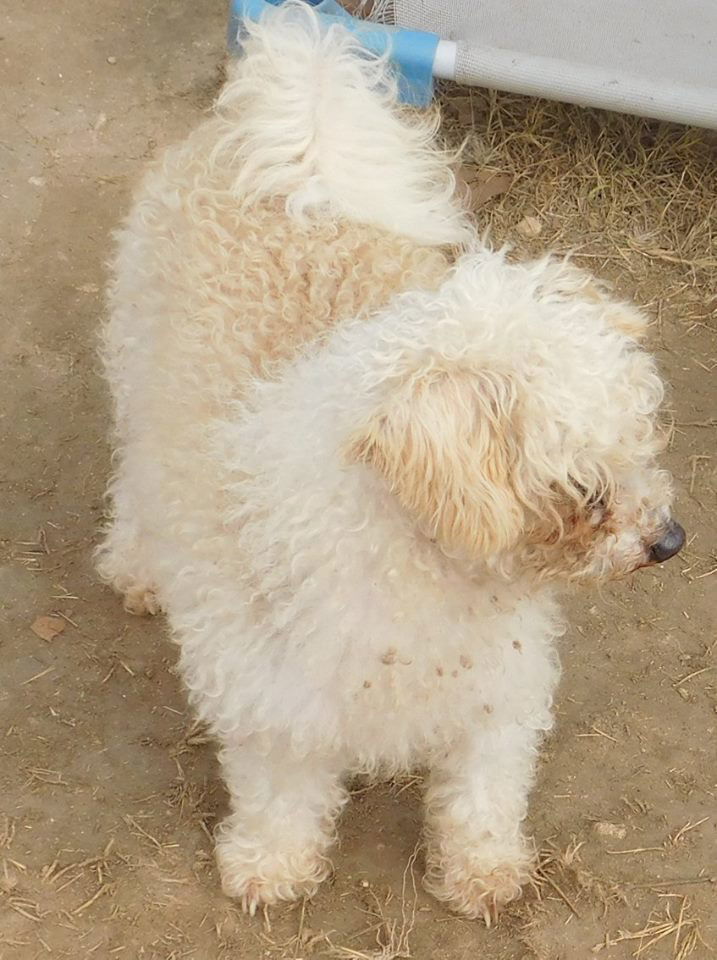 Spirit, an adoptable Poodle in Pipe Creek, TX, 78063 | Photo Image 2