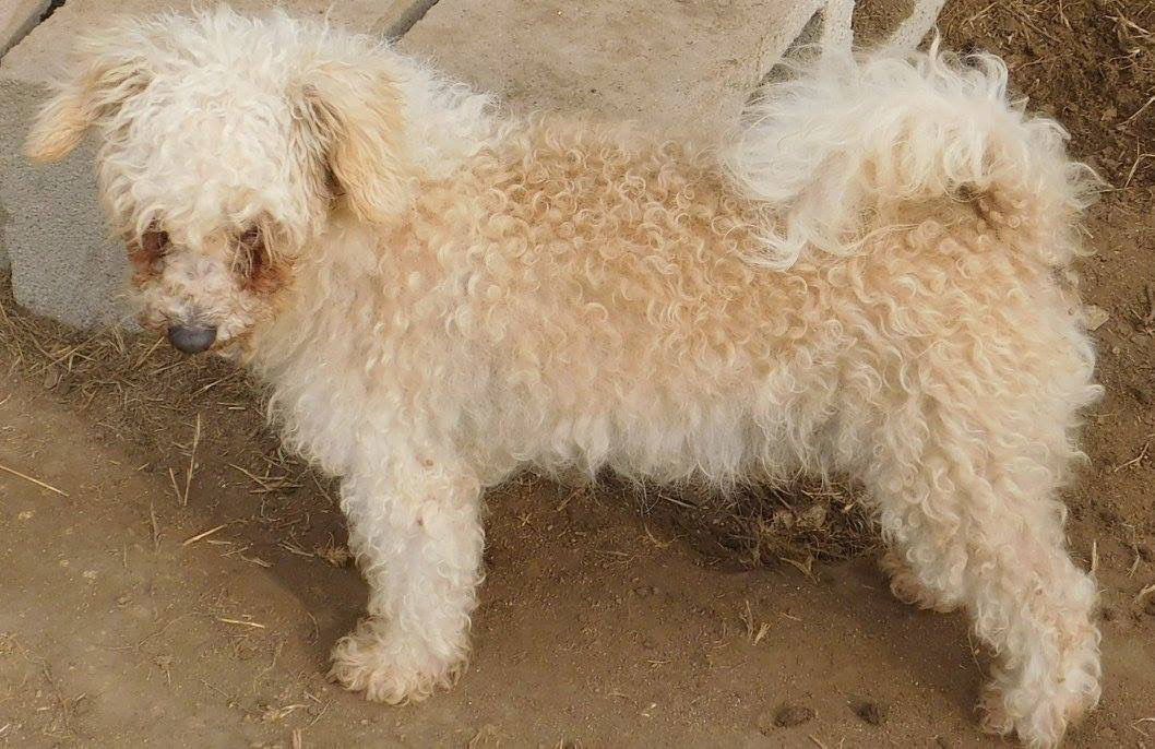 Spirit, an adoptable Poodle in Pipe Creek, TX, 78063 | Photo Image 3