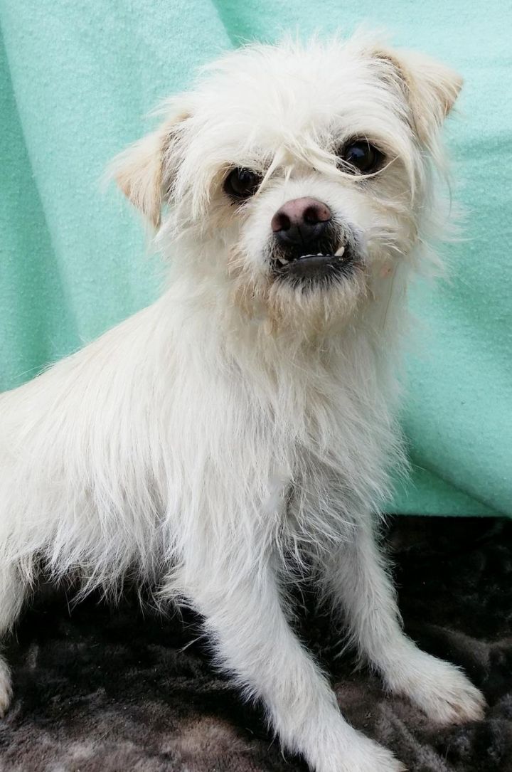 Næste Permanent Bred vifte Dog for adoption - Taz, a Lhasa Apso & Maltese Mix in Pipe Creek, TX |  Petfinder