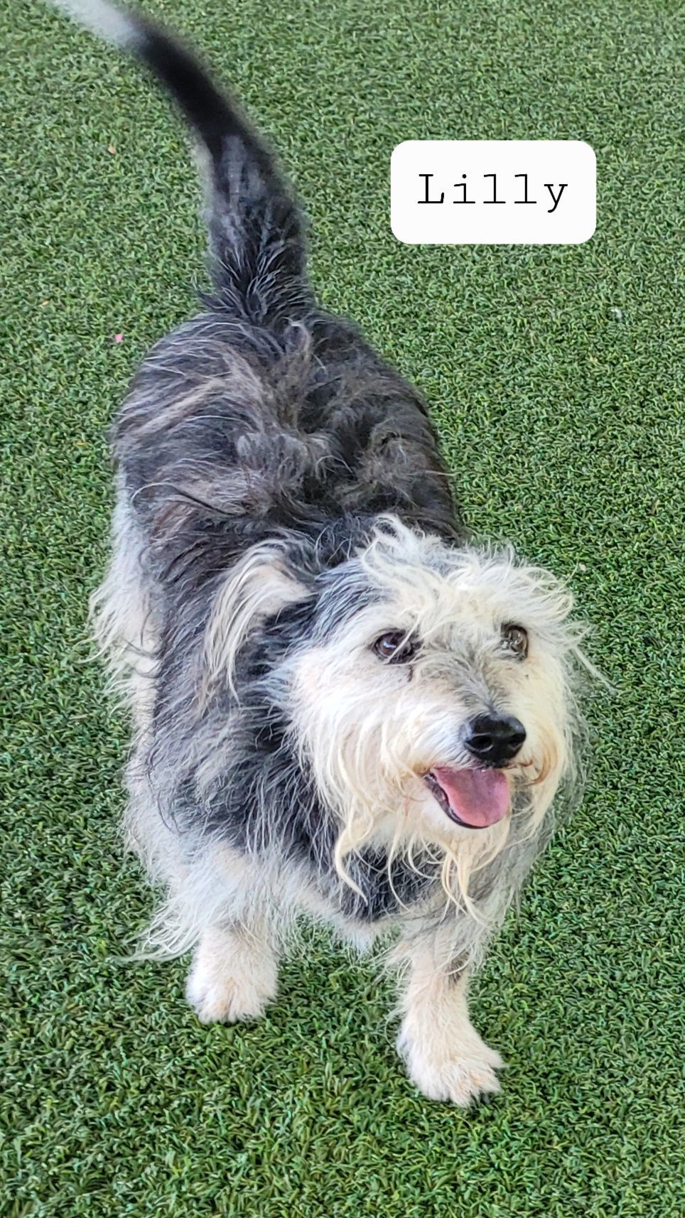 Lilly, an adoptable Shepherd, Scottish Terrier in Pipe Creek, TX, 78063 | Photo Image 1