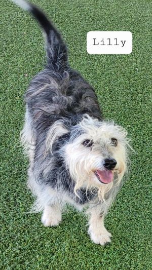 Lilly, Senior Female unknown