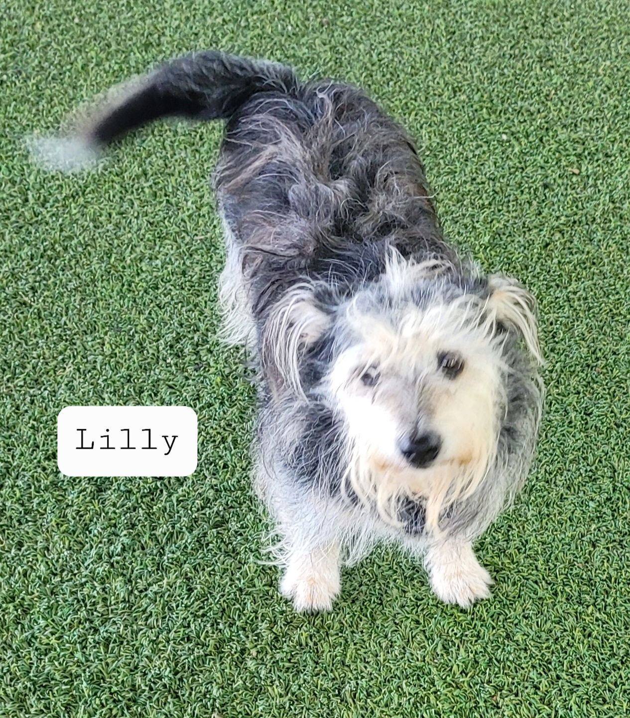 Lilly, an adoptable Shepherd, Scottish Terrier in Pipe Creek, TX, 78063 | Photo Image 2