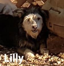 Lilly, an adoptable Shepherd, Scottish Terrier in Pipe Creek, TX, 78063 | Photo Image 3
