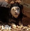 Lilly photo 3