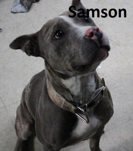 Samson