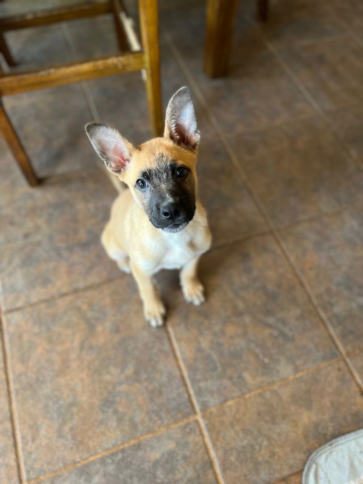 Moby, an adoptable German Shepherd Dog Mix in Oklahoma City, OK_image-2