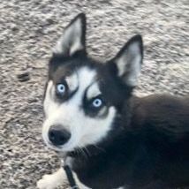 Zara, an adoptable Siberian Husky in Minneapolis, MN_image-2