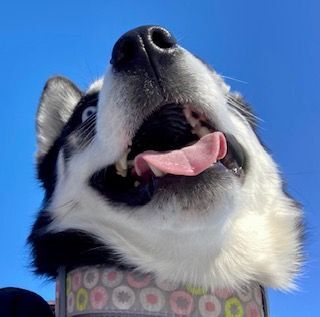 Zara, an adoptable Siberian Husky in Minneapolis, MN_image-4