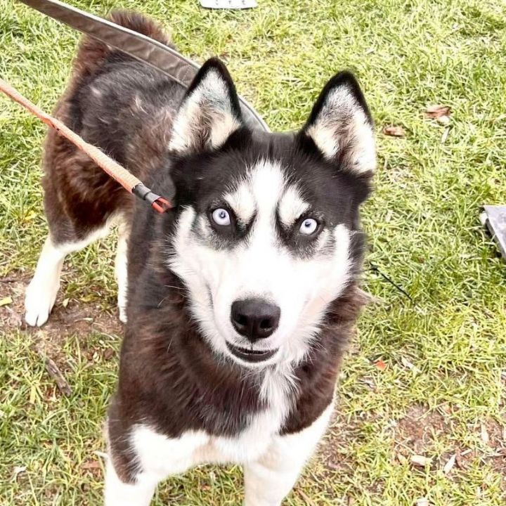 Zara, an adoptable Siberian Husky in Minneapolis, MN_image-5