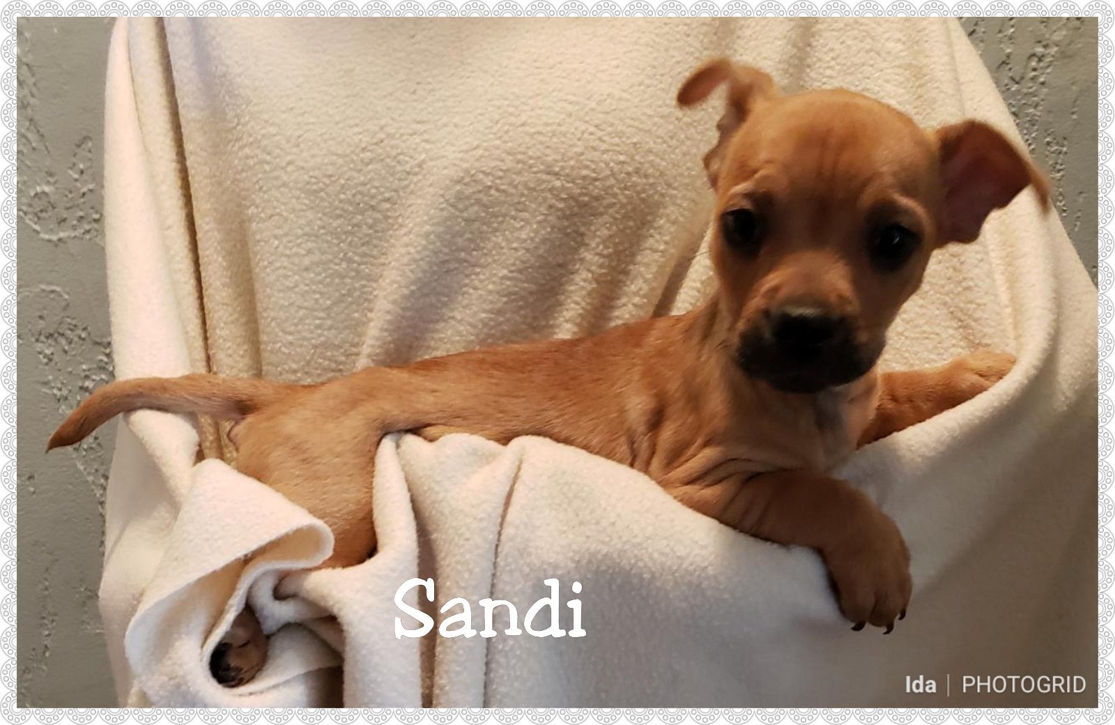 Sandi