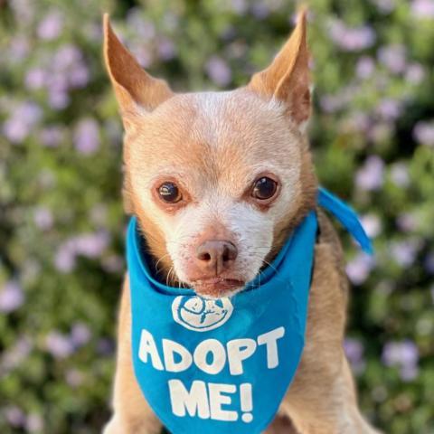 Kona, an adoptable Chihuahua in Pacific Grove, CA_image-2