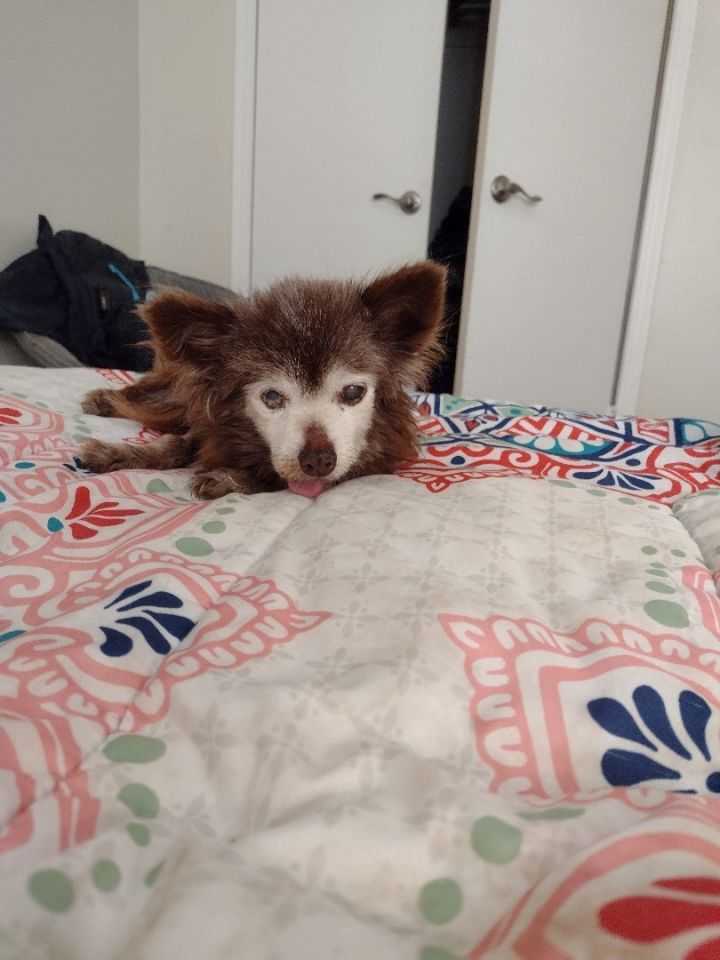 Ronald, an adoptable Chihuahua in Oklahoma City, OK_image-2