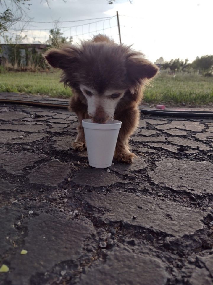 Ronald, an adoptable Chihuahua in Oklahoma City, OK_image-3