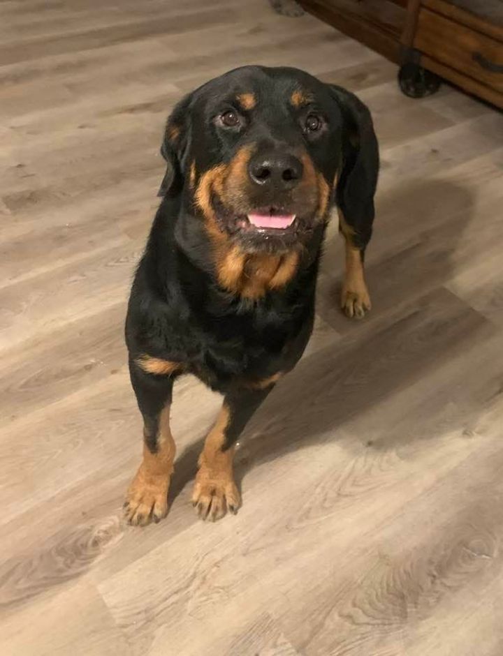 Whiskey, an adoptable Rottweiler in Irving, TX_image-1
