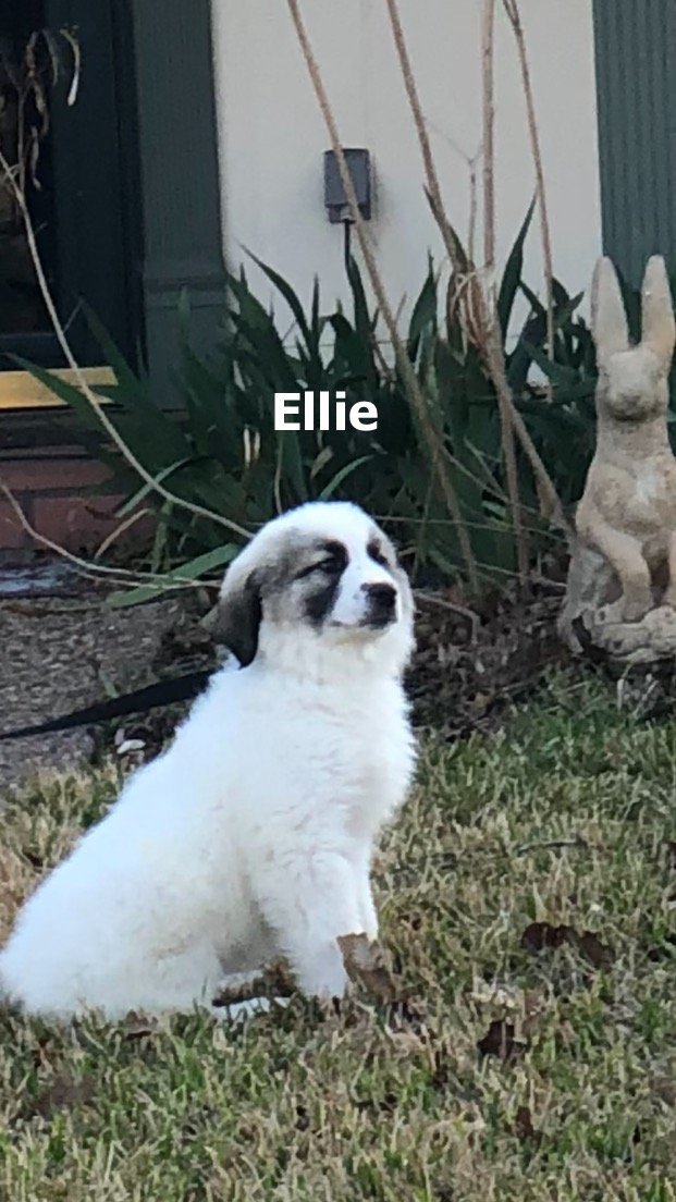 Ellie