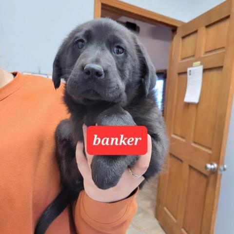 Banker