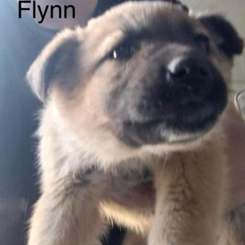 Flynn 1_16