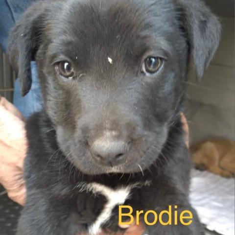 Brodie 11_16