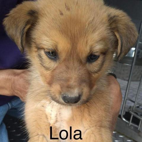 Lola 16_16