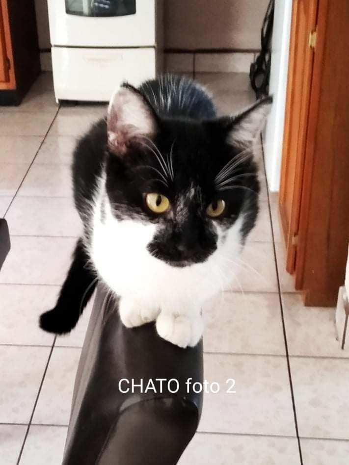 Chato, an adoptable Tuxedo Mix in Mission Viejo, CA_image-1