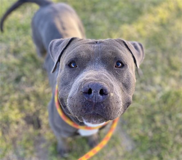 CLEF*, an adoptable Pit Bull Terrier in Tucson, AZ, 85745 | Photo Image 1