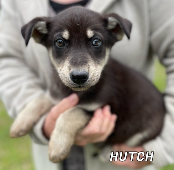 Hutch - Litter of 2