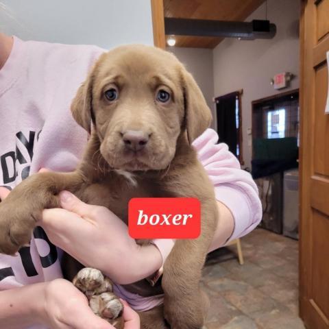 Boxer