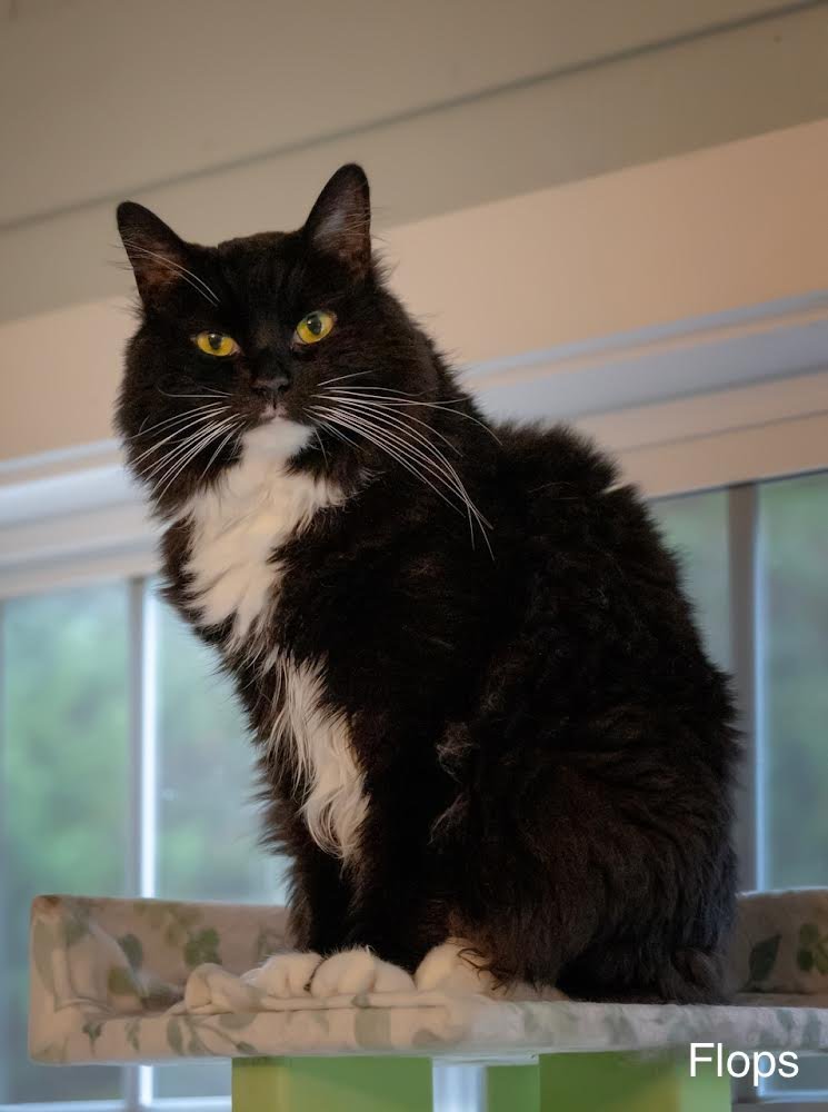 Flops, an adoptable Norwegian Forest Cat, Tuxedo in Buford, GA, 30518 | Photo Image 1