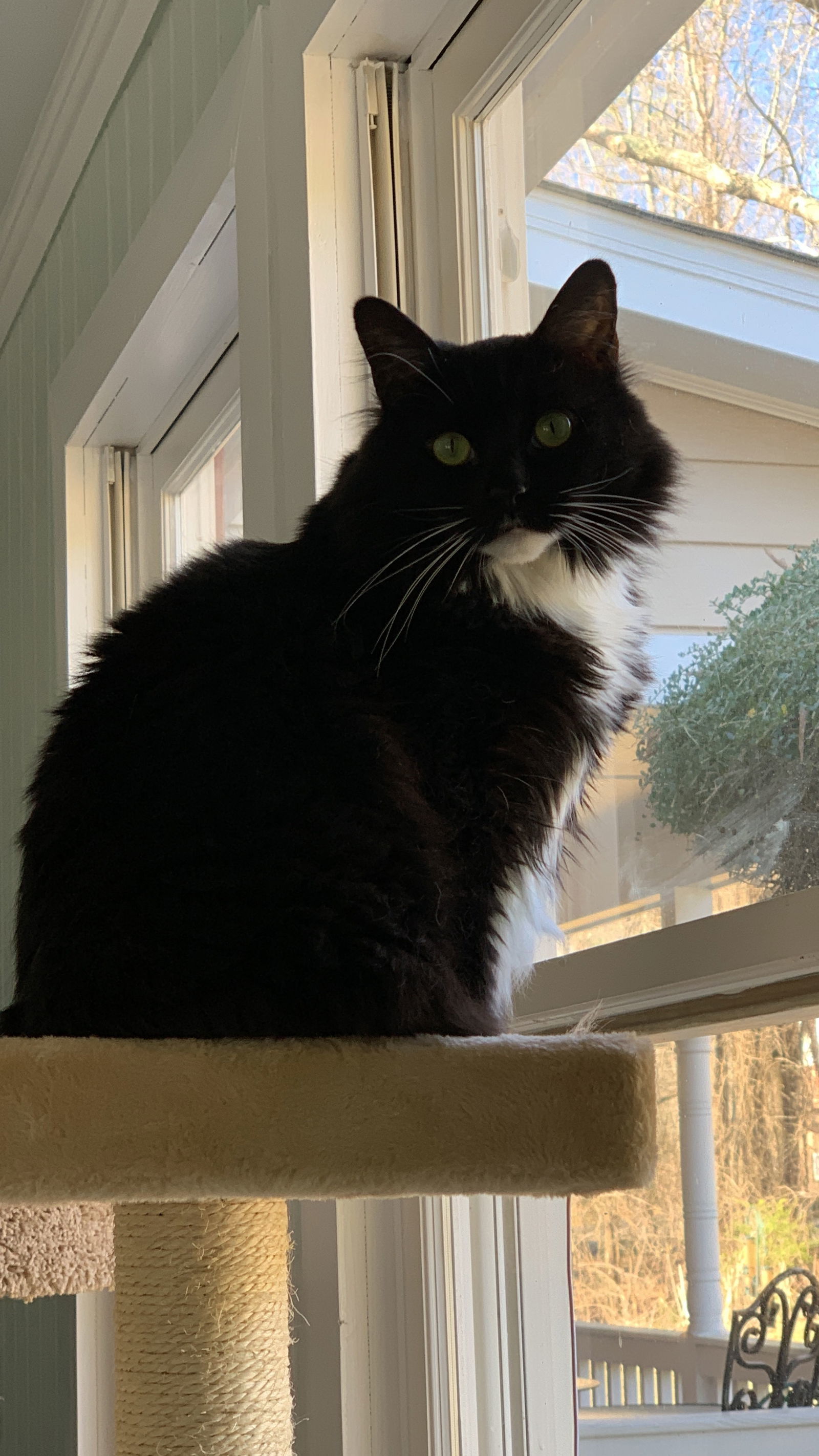 Flops, an adoptable Norwegian Forest Cat, Tuxedo in Buford, GA, 30518 | Photo Image 2