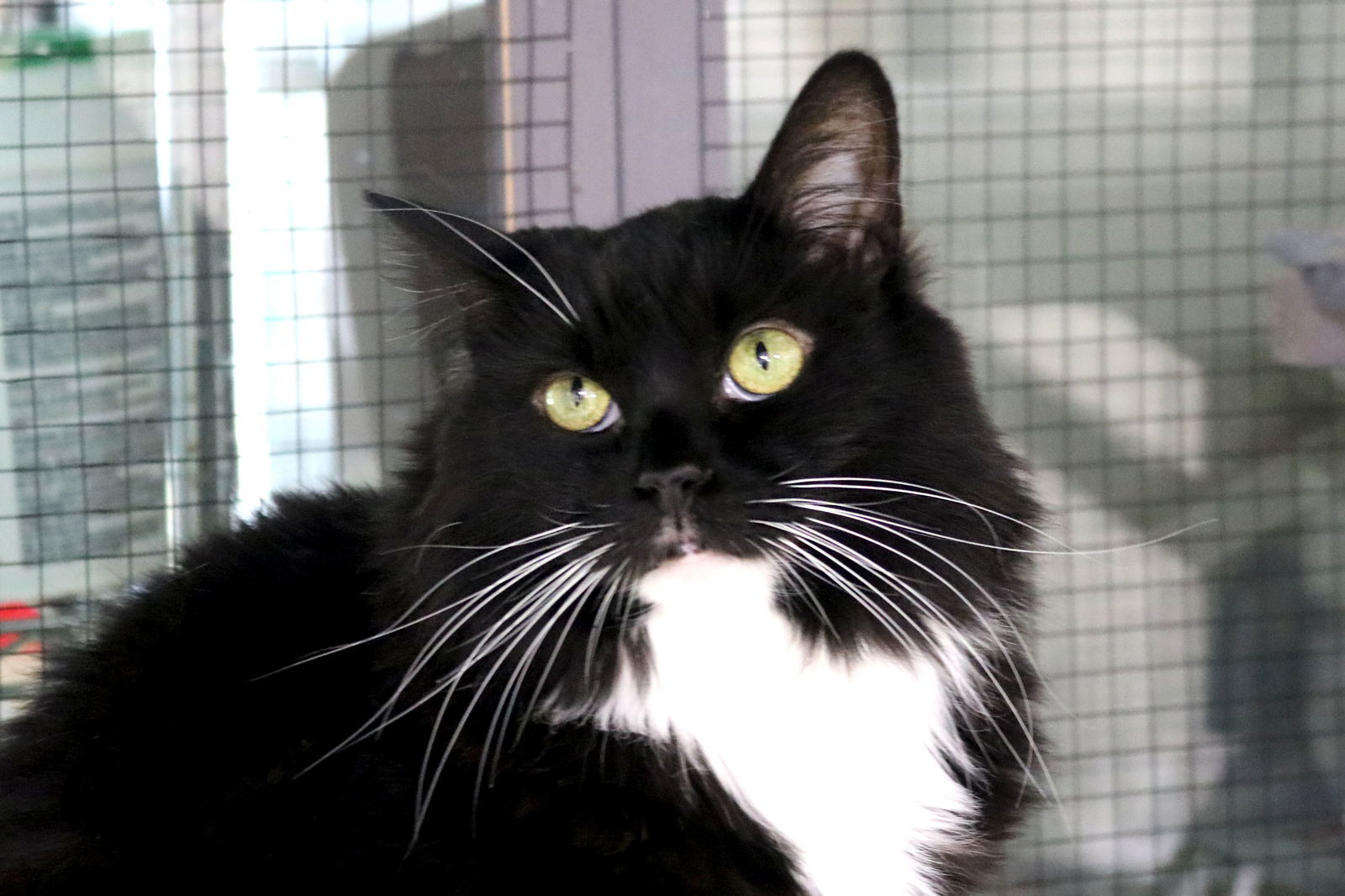 Flops, an adoptable Norwegian Forest Cat, Tuxedo in Buford, GA, 30518 | Photo Image 3