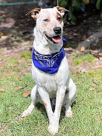 MOOSE, an adoptable Australian Cattle Dog / Blue Heeler & Treeing Walker Coonhound Mix in Nahunta, GA_image-2
