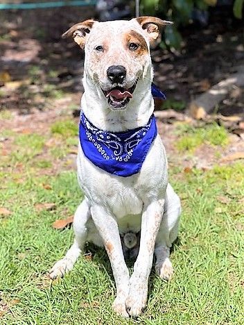 MOOSE, an adoptable Australian Cattle Dog / Blue Heeler & Treeing Walker Coonhound Mix in Nahunta, GA_image-3