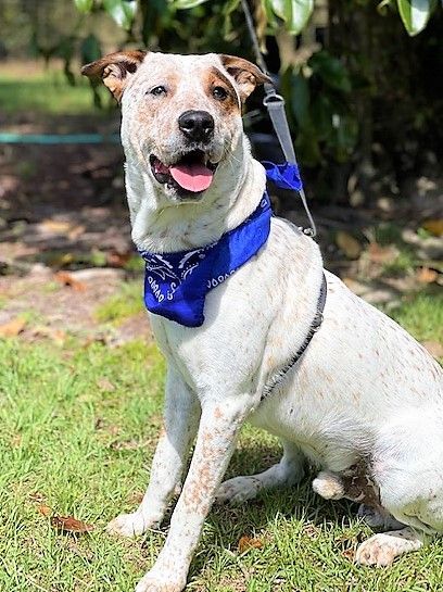 MOOSE, an adoptable Australian Cattle Dog / Blue Heeler & Treeing Walker Coonhound Mix in Nahunta, GA_image-4