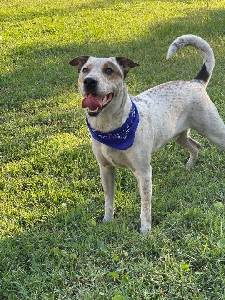 MOOSE, an adoptable Australian Cattle Dog / Blue Heeler & Treeing Walker Coonhound Mix in Nahunta, GA_image-6