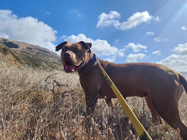 GERTIE 1
